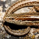 McCann's skink (Otago). <a href="https://www.flickr.com/photos/151723530@N05/page3">© Carey Knox</a>