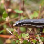 Moko skink in Muehlenbeckia (Whangaparaoa Peninsula, Auckland). <a href="https://www.instagram.com/tim.harker.nz/?hl=en">© Tim Harker</a>