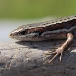 Moko skink basking on driftwood (Motuora Island, Hauraki Gulf). <a href="https://www.instagram.com/nickharker.nz/">© Nick Harker</a>