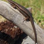 Moko skink basking on driftwood (Motuora Island, Hauraki Gulf). <a href="https://www.instagram.com/nickharker.nz/">© Nick Harker</a>