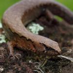 Ornate skink (South Auckland). <a href="https://www.instagram.com/nickharker.nz/">© Nick Harker</a>