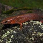 An unusually crimson-coloured ornate skink (South Auckland). <a href="https://www.instagram.com/nickharker.nz/">© Nick Harker</a>