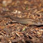 Ornate skink in Kanuka forest (Coppermine Island, Northland). <a href="https://www.instagram.com/nickharker.nz/">© Nick Harker</a>