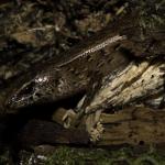 Ornate skink (North Auckland). <a href="https://dylanvanwinkel.wordpress.com/photo-galleries/reptiles/">Dylan van Winkel</a>