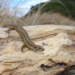 Crenulate skink basking in dunes (Moutohorā / Whale Island). <a href="https://www.instagram.com/nickharker.nz/">© Nick Harker</a>