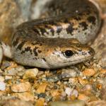<a href="http://www.neilfitzgeraldphoto.co.nz/gallery/index.php/category/lizards">Neil Fitzgerald Photography</a>