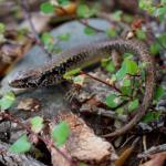 Hauraki skink (Hauturu / Little Barrier Island). <a href="https://www.instagram.com/tim.harker.nz/?hl=en">© Tim Harker</a>