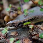 Hauraki skink (Hauturu / Little Barrier Island). <a href="https://www.instagram.com/tim.harker.nz/?hl=en">© Tim Harker</a>