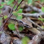 Hauraki skink (Hauturu / Little Barrier Island). <a href="https://www.instagram.com/tim.harker.nz/?hl=en">© Tim Harker</a>