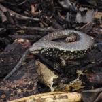 Whitaker's skink (Mercury Islands, Coromandel). © Chris Wedding