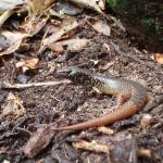 Whitaker's skink (Mercury Islands, Coromandel). © Chris Wedding