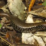 Whitaker's skink (Mercury Islands, Coromandel). <a href="https://dylanvanwinkel.wordpress.com/photo-galleries/reptiles/">© Dylan van Winkel</a>