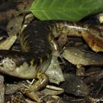 Robust skink on forest floor (Mercury Islands, Coromandel Peninsula). <a href="https://dylanvanwinkel.wordpress.com/photo-galleries/reptiles/">Dylan van Winkel</a>