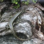 Western grand skink. <a href="https://www.instagram.com/joelknightnz/">© Joel Knight</a> 