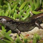 McGregor's skink amongst iceplant (Bream Islands). <a href="https://dylanvanwinkel.wordpress.com/photo-galleries/reptiles/">Dylan van Winkel</a>