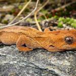 Orange-spotted gecko (western Otago). <a href="https://www.flickr.com/photos/151723530@N05/page3">© Carey Knox</a>