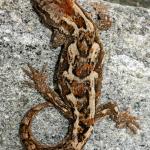 Orange-spotted gecko (western Otago). <a href="https://www.flickr.com/photos/151723530@N05/page3">© Carey Knox</a>