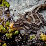 Orange-spotted gecko (western Otago). <a href="https://www.flickr.com/photos/151723530@N05/page3">© Carey Knox</a>