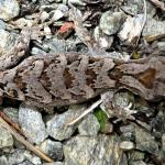 Orange-spotted gecko (western Otago). <a href="https://www.flickr.com/photos/151723530@N05/page3">© Carey Knox</a>