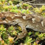 Orange-spotted gecko (western Otago). <a href="https://www.flickr.com/photos/151723530@N05/page3">© Carey Knox</a>