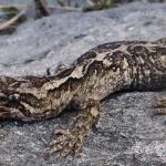 Orange-spotted gecko (western Otago). <a href="https://www.flickr.com/photos/151723530@N05/page3">© Carey Knox</a>