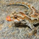 Orange-spotted gecko (western Otago). <a href="https://www.flickr.com/photos/151723530@N05/page3">© Carey Knox</a>