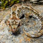 Orange-spotted gecko (western Otago). <a href="https://www.flickr.com/photos/151723530@N05/page3">© Carey Knox</a>