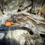 Orange-spotted gecko (western Otago). <a href="https://www.flickr.com/photos/151723530@N05/page3">© Carey Knox</a>