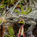 Orange-spotted gecko (western Otago). <a href="https://www.flickr.com/photos/151723530@N05/page3">© Carey Knox</a>