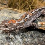 Orange-spotted gecko (western Otago). <a href="https://www.flickr.com/photos/151723530@N05/page3">© Carey Knox</a>