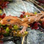 Orange-spotted gecko (western Otago). <a href="https://www.flickr.com/photos/151723530@N05/page3">© Carey Knox</a>