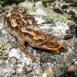 Orange-spotted gecko (western Otago). <a href="https://www.flickr.com/photos/151723530@N05/page3">© Carey Knox</a>
