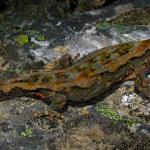 Orange-spotted gecko (Dunstan Mountains, Otago). <a href="https://www.flickr.com/photos/rocknvole/">© Tony Jewell</a>