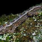 Orange-spotted gecko (Dunstan Mountains, Otago). <a href="https://www.flickr.com/photos/rocknvole/">© Tony Jewell</a>