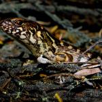 Ornate skink (Aupouri Penisula, Northland). <a href="https://www.flickr.com/photos/rocknvole/">© Tony Jewell</a>