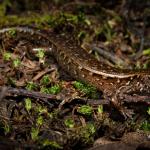 Ornate skink (Aupouri Penisula, Northland). <a href="https://www.flickr.com/photos/rocknvole/">© Tony Jewell</a>