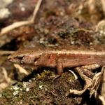 Ornate skink (South Auckland). <a href="https://www.instagram.com/samanimalman/?hl=en">© Samuel Purdie</a>