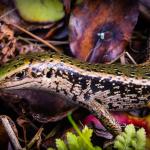 Otago green skink (eastern Otago). <a href="https://www.flickr.com/photos/151723530@N05/page3">© Carey Knox</a>