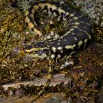 Otago skink (Macraes Flat, Otago). <a href="https://www.flickr.com/photos/rocknvole/">© Tony Jewell</a>