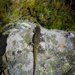 Otago skink (Macraes Flat, Otago). <a href="https://www.flickr.com/photos/rocknvole/">© Tony Jewell</a>