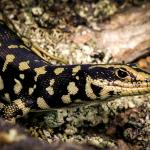 Otago skink (Eastern Otago). <a href="https://www.flickr.com/photos/151723530@N05/page3">© Carey Knox</a>