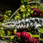 Otago skink (Western Otago). <a href="https://www.flickr.com/photos/151723530@N05/page3">© Carey Knox</a>