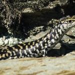 Otago skink (Western Otago). <a href="https://www.flickr.com/photos/151723530@N05/page3">© Carey Knox</a>