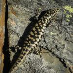 Otago skink (Western Otago). <a href="https://www.flickr.com/photos/151723530@N05/page3">© Carey Knox</a>