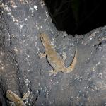 Raukawa geckos feeding on honeydew from scale insects (Mercury Islands, Coromandel). © Chris Wedding