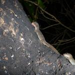 Raukawa geckos feeding on honeydew from scale insects (Mercury Islands, Coromandel). © Chris Wedding