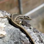 Grand skink basking on schist outcrop (Macraes Flat, Otago). © Chris Wedding