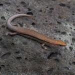 Plague / Rainbow skink (Auckland). <a href="https://www.instagram.com/nickharker.nz/">© Nick Harker</a>