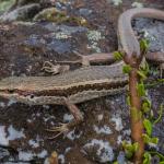 Roamatimati skink (Canterbury). <a href="https://www.flickr.com/photos/151723530@N05/page3">© Carey Knox</a>