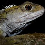 Male tuatara (Marotere Islands, Northland). <a href="https://www.instagram.com/tim.harker.nz/?hl=en">© Tim Harker</a>
